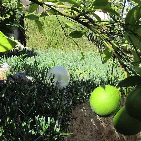 Nives Daire